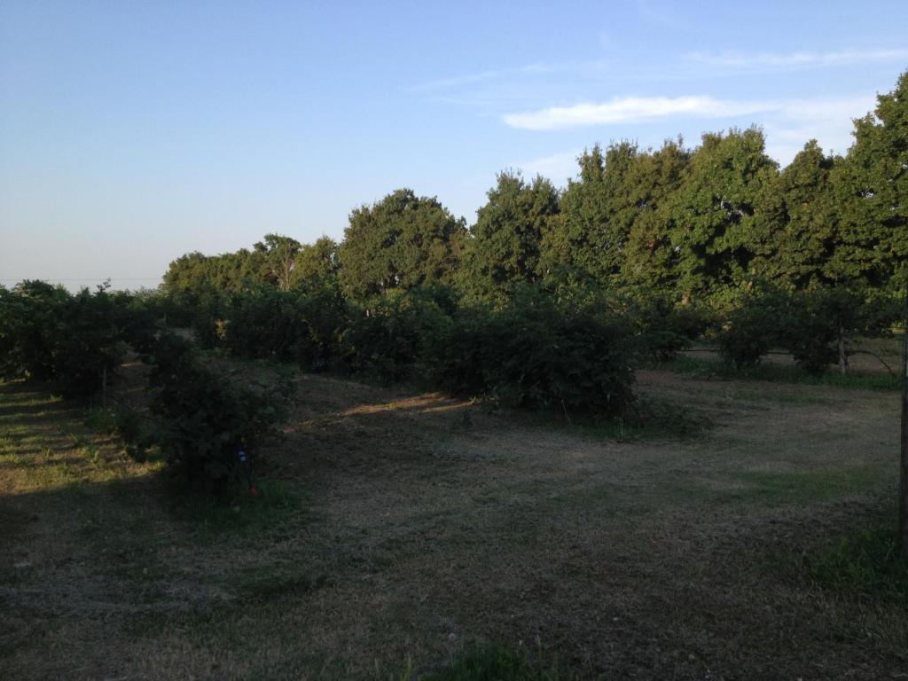 Societa Agricola Le More Agriturismo La Dondina Budrio  Luaran gambar